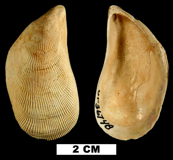 Brachidontes exustus