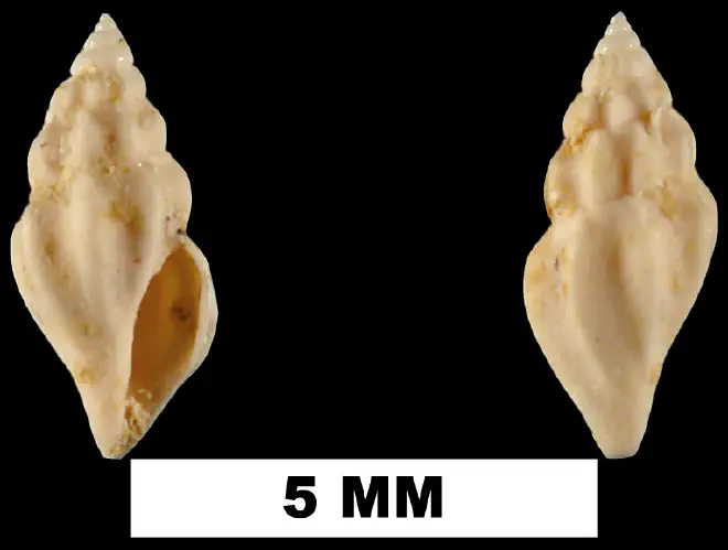 Brachycythara dasa from the Early Miocene Chipola Fm. of Calhoun County, Florida (UF 74356).