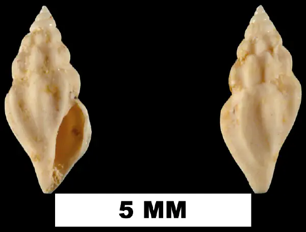 Brachycythara dasa