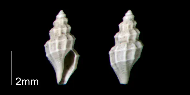 Brachycythara reidenbachi from the Early Pleistocene Waccamaw Fm. of Brunswick County, North Carolina (PRI 70460-1).