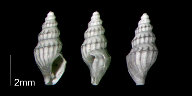 Brachycythara reidenbachi from the Early Pleistocene Waccamaw Fm. of Brunswick County, North Carolina (PRI 70460-2).