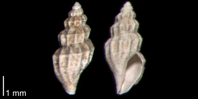 Brachycythara reidenbachi from the Early Pleistocene James City Fm. of Beaufort County, North Carolina (PRI 70498).
