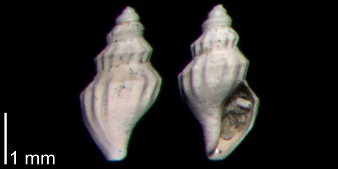 Brachycythara reidenbachi from the Early Pleistocene James City Fm. of Beaufort County, North Carolina (PRI 70500).
