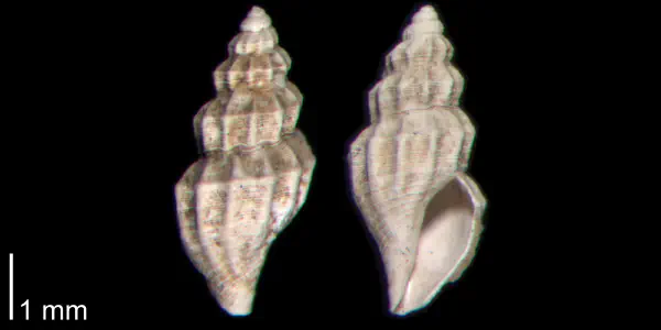 Brachycythara reidenbachi