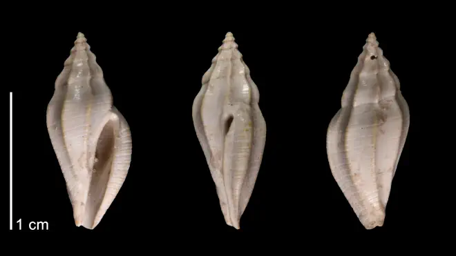 Photograph of cotype of Brachycythara terminula.