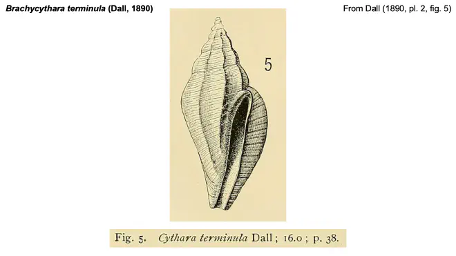 Illustration of Cythara terminula from Dall (1890).