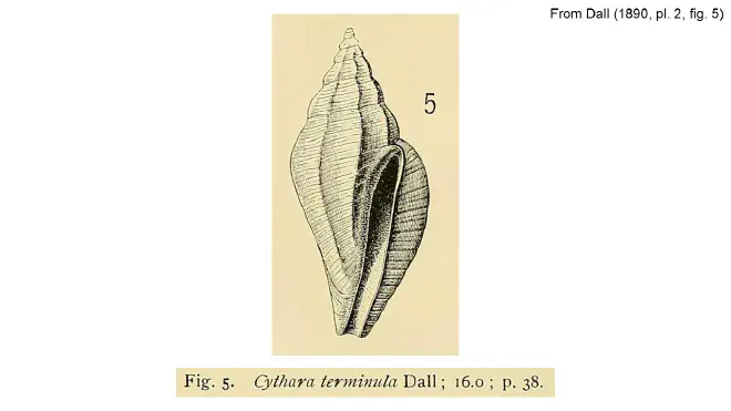 Illustration of Cythara terminula from Dall (1890).