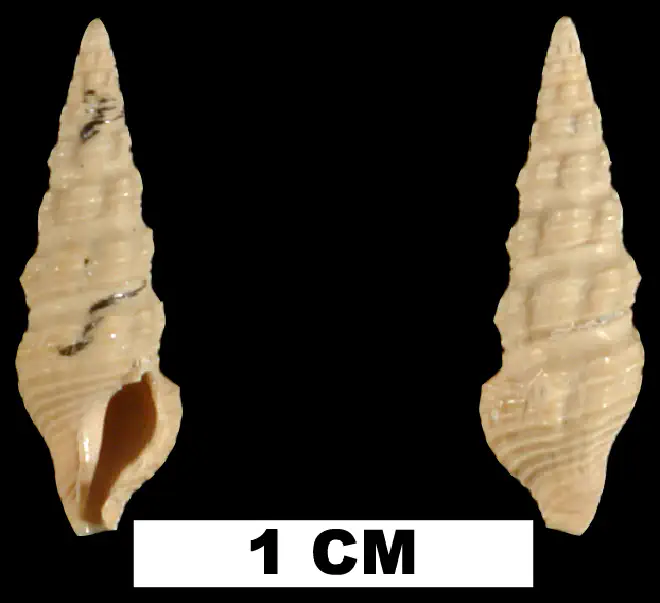 Buchema pylonia from the Plio-Pleistocene (formation unknown) of Sarasota County, Florida (UF 22214).