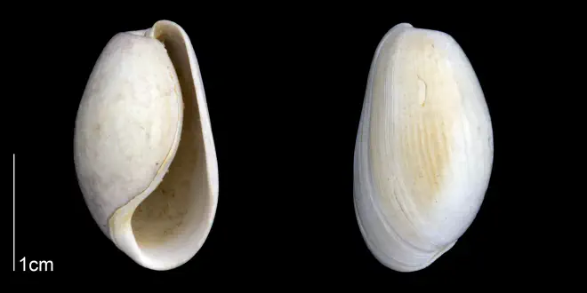 Bulla striata from the Late Pliocene Tamiami Fm. (Pinecrest Beds) of Sarasota County, Florida (PRI 70086).