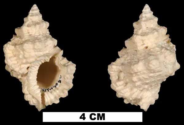 Bursa chipolana