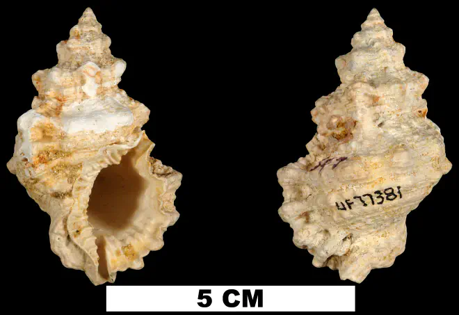 Bursa pelouatensis from the Early Miocene Chipola Fm. of Calhoun County, Florida (UF 77381).