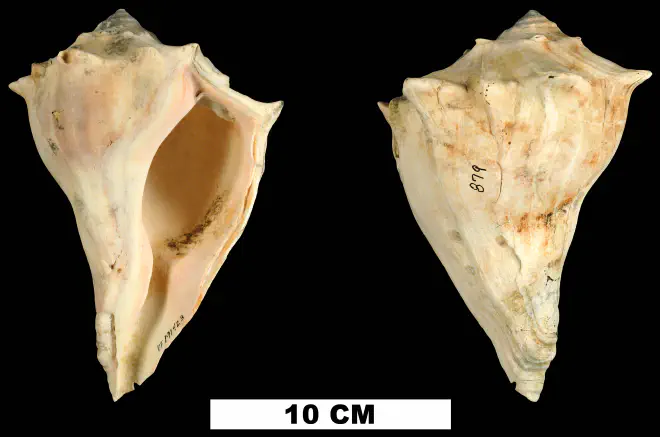 Busycon carica from the Pleistocene (formation unknown) of Charleston County, South Carolina (UF 191423).