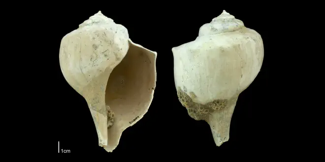 Busycon cf. rapum from the Plio-Pleistocene Nashua Formation of Putnam County, Florida (PRI 70668).