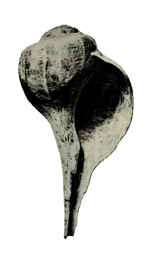 Specimen of Busycon rapum figured by Heilprin (1886, pl. 2, fig. 4); 6.5 in. in length.