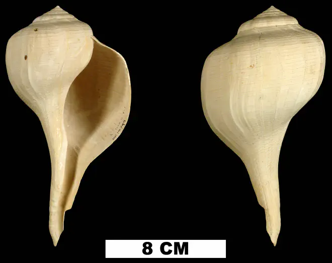 Busycon rapum from the Early Pleistocene Caloosahatchee Fm. of Hendry County, Florida (UF 15749).