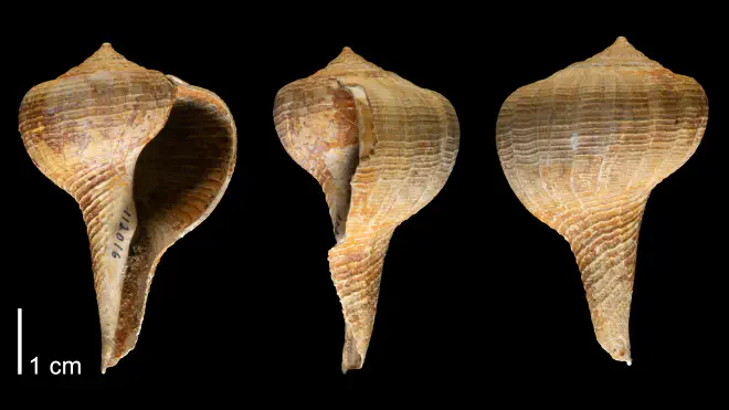 Photograph of Busycotypus maximum tudiculatum