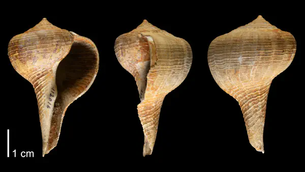 Busycotypus maximum tudiculum