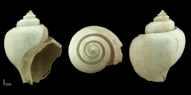 Busycotypus scotti from the Plio-Pleistocene Nashua Formation of Putnam County, Florida (PRI 70666).