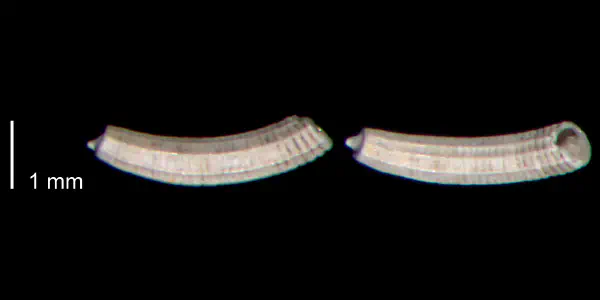Caecum cooperi