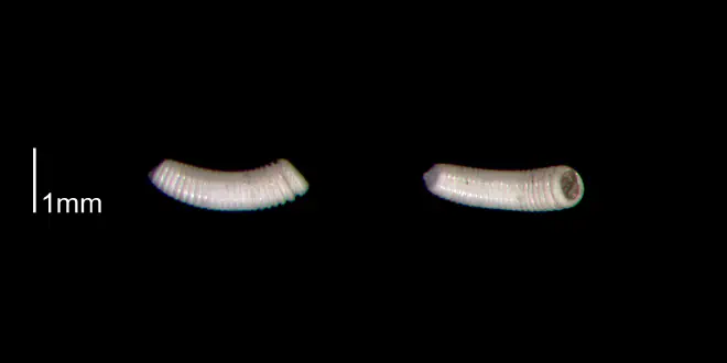 Caecum regulare from the lower Pleistocene James City Formation of Beaufort County, North Carolina (PRI 70493).
