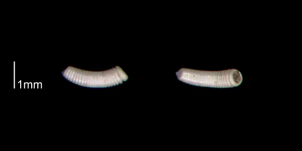 Caecum regulare