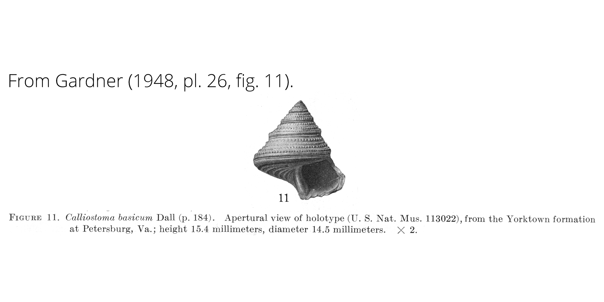 Calliostoma basicum · Digital Atlas of Ancient Life