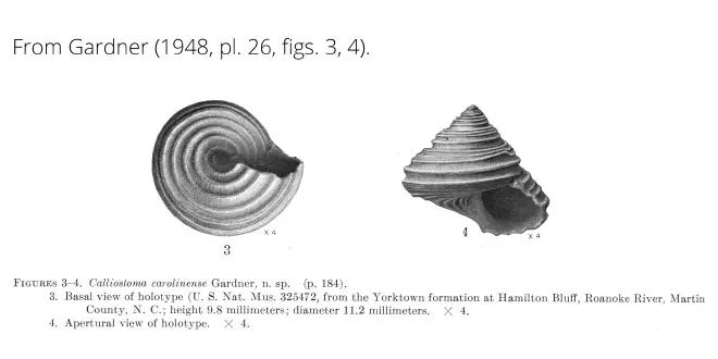 Calliostoma carolinense from Gardner (1948), pl. 26, figs. 3, 4. Holotype USNM 325472. Yorktown Formation, Hamilton Bluff, Martin County, North Carolina.
