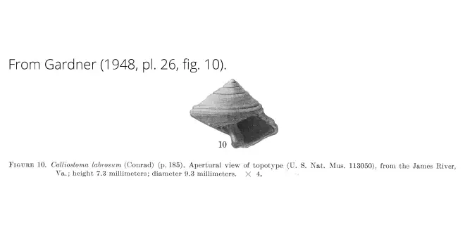 Calliostoma labrosum from Gardner (1948), pl. 26, fig. 10. USNM 113050. James River, Virginia.