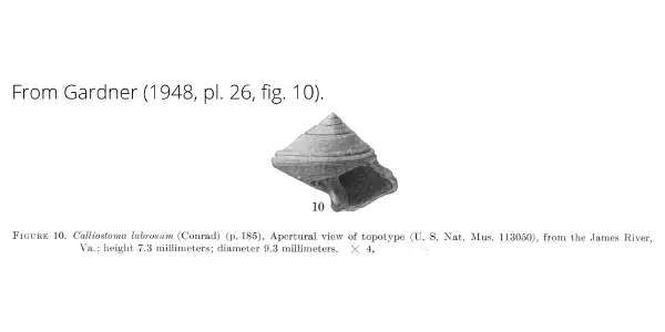 Calliostoma labrosum