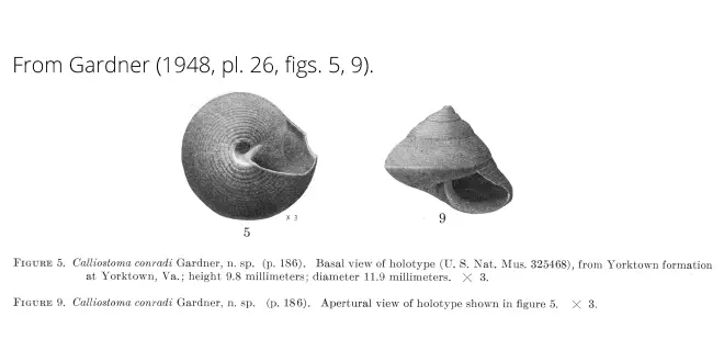 Calliostoma conradi from Gardner (1948), pl. 26, figs. 5, 9. Holotype USNM 325468. Yorktown Formation, Yorktown, Virginia.