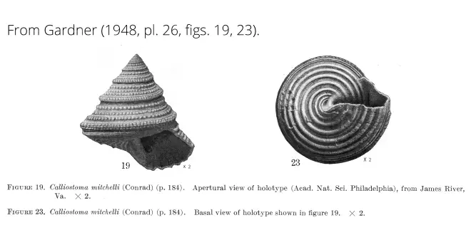 Calliostoma mitchelli from Gardner (1948), pl. 26, figs. 19, 23. Holotype, ANSP. James River, Virginia.