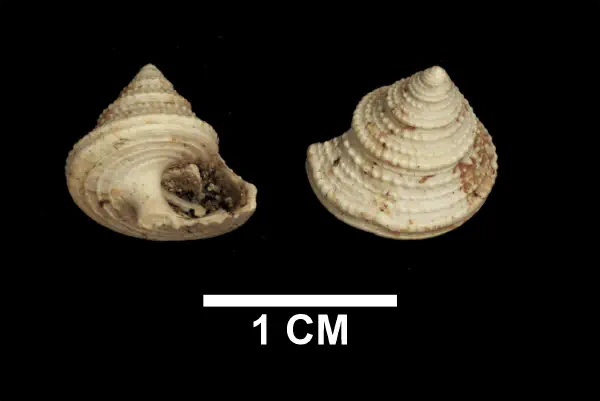 Calliostoma mitchelli