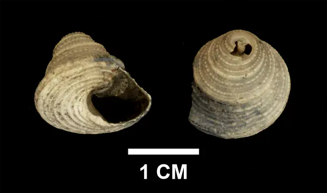 Calliostoma mitchelli from the upper Pliocene Yorktown Formation of Suffolk County, Virginia (SDSM 139687).