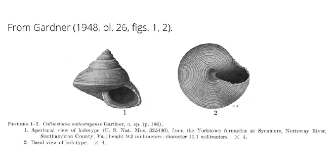 Calliostoma nottowayense from Gardner (1948), pl. 26, figs. 1, 2. Holotype USNM 325466. Yorktown Formation, Southampton County, Virginia.