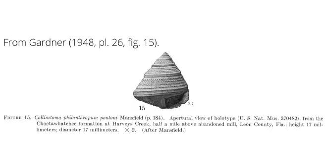 Calliostoma philanthropum pontoni from Garnder (1948), pl. 26, fig. 15. Holotype, USNM 370482. Choctawhatchee Formation, Leon County, Florida.