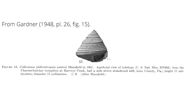 Calliostoma philanthropus pontoni