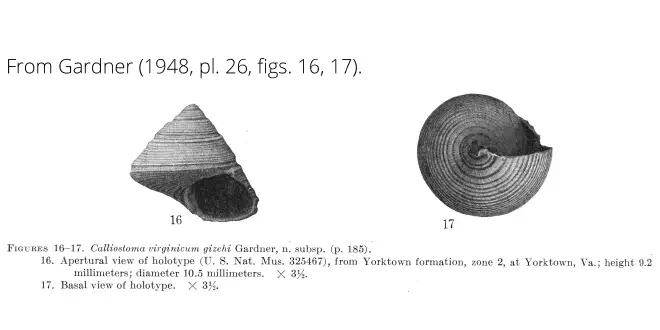 Calliostoma virginicum gizehi from Gardner (1948), pl. 26, figs. 16, 17. Holotype USNM 325467. Yorktown Formation, Yorktown, Virginia.