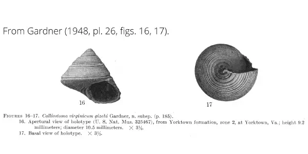 Calliostoma virginicum gizehi