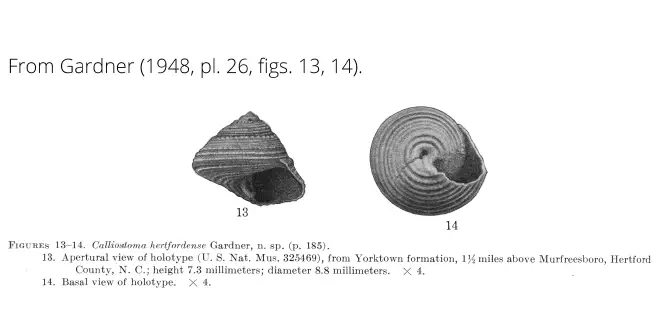 Calliostoma hertfordense from Gardner (1948), pl. 26, figs. 13, 14. Holotype USNM 325469. Yorktown Formation, Hertford County, Virginia.