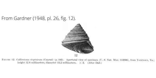 Calliostoma virginicum from Gardner (1948), pl. 26, fig. 12. USNM 113036. Yorktown, Virginia.