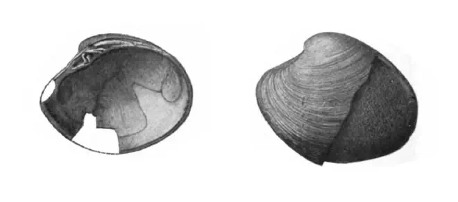 Specimen of Callocardia prosayana figured by Gardner (1926, pl. 25, fig. 13 and 14); 35.5 and 38.5 mm in length, respectively.