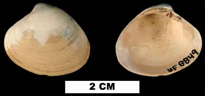 Callocardia prosayana from the Early Miocene Chipola Fm. of Calhoun County, Florida (UF 8849).