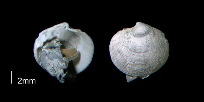 Callucina keenae from the Early Pleistocene Waccamaw Fm. of Brunswick County, North Carolina (PRI 70412-1).
