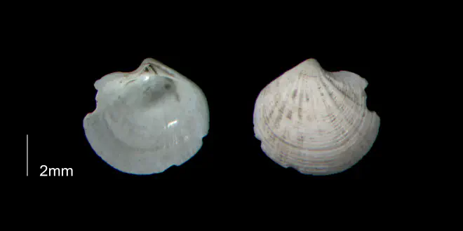 Callucina keenae from the Early Pleistocene Waccamaw Fm. of Brunswick County, North Carolina (PRI 70412-2).