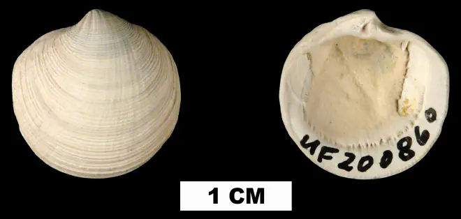 Callucina keenae from the Late Pliocene Tamiami Fm. (Pinecrest Beds) of Sarasota County, Florida (UF 200860).