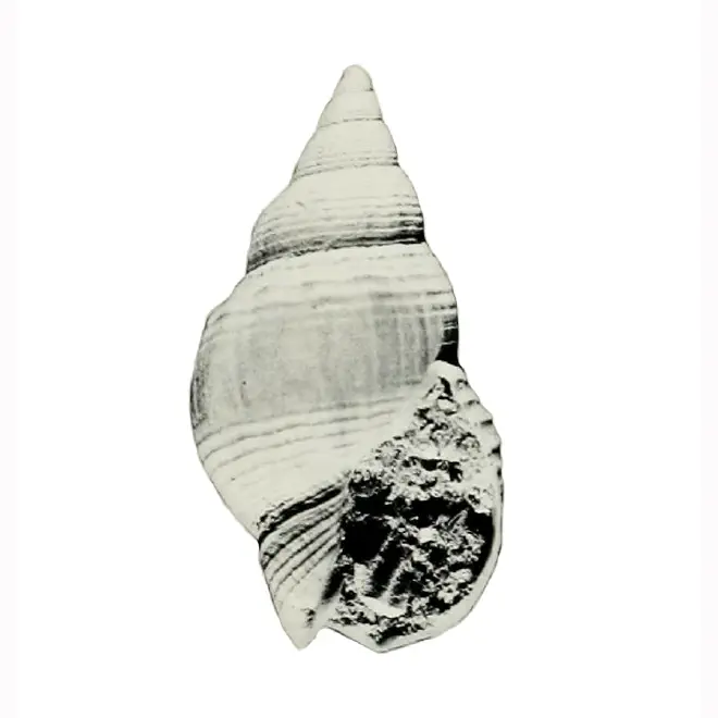 Specimen of Calophos wilsoni figured by Allmon (1990, pl. 11, fig. 14); 39.0 mm in length.