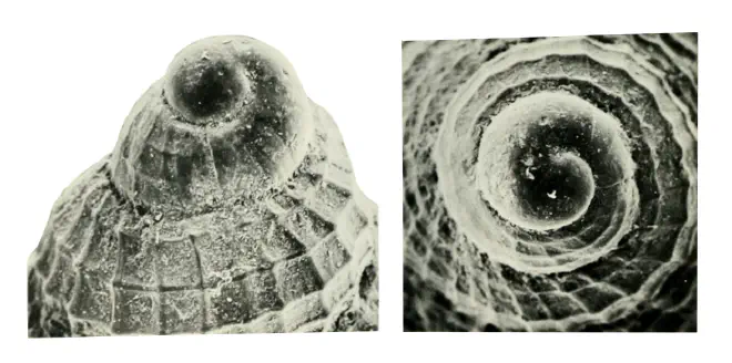 Specimen of Calophos wilsoni figured by Allmon (1990, pl. 12, fig. 11 and 12); lateral view and apical view, respectively; x50.