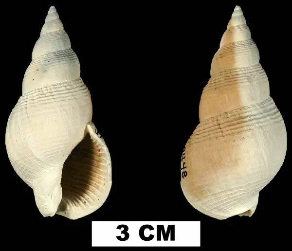 Calophos wilsoni