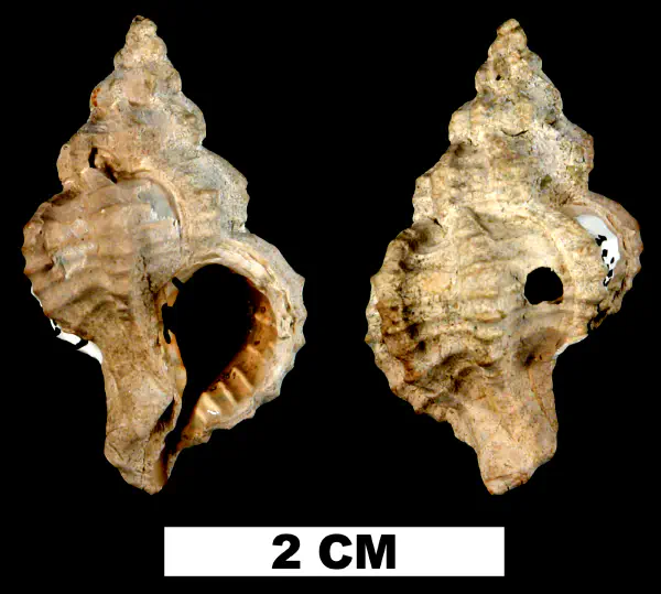 Calotrophon clarksvillensis