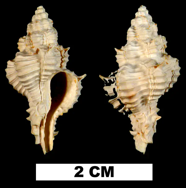 Calotrophon fusinoides